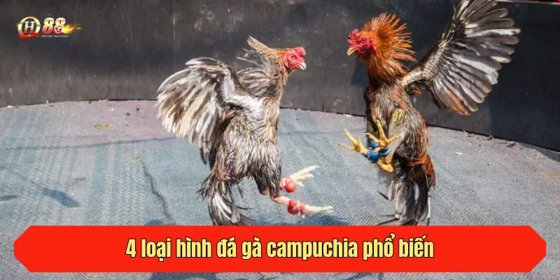 4 loại hình đá gà campuchia phổ biến