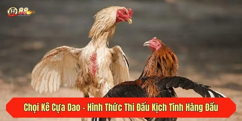 Chọi Kê Cựa Dao - Hình Thức Thi Đấu Kịch Tính Hàng Đầu 2025