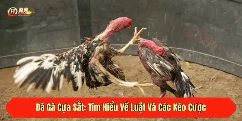 Đá Gà Cựa Sắt: Tìm Hiểu Về Luật Và Các Kèo Cược Tại QH88