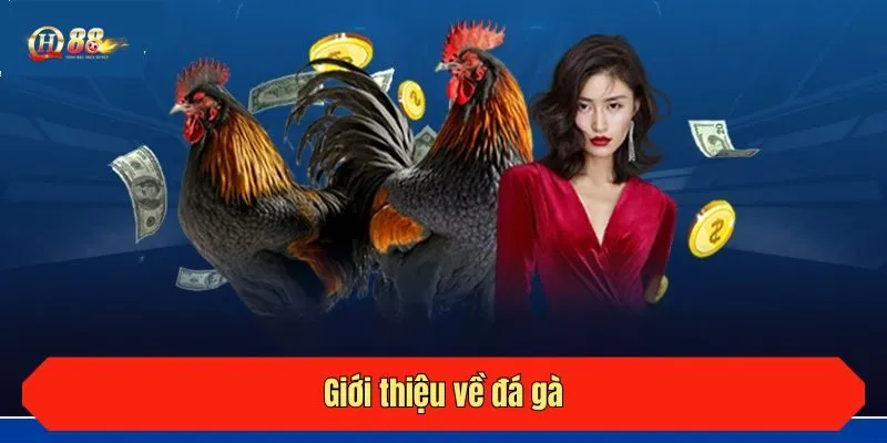 Giới thiệu về đá gà QH88