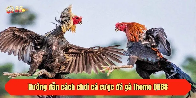 Hướng dẫn cách chơi cá cược đá gà thomo QH88