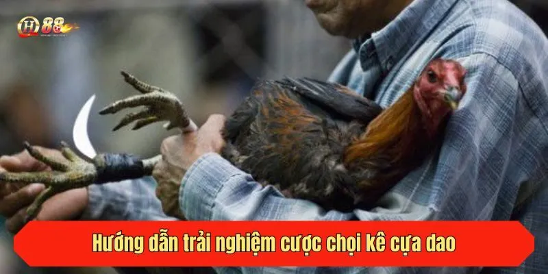 Hướng dẫn trải nghiệm cược chọi kê cựa dao tại QH88