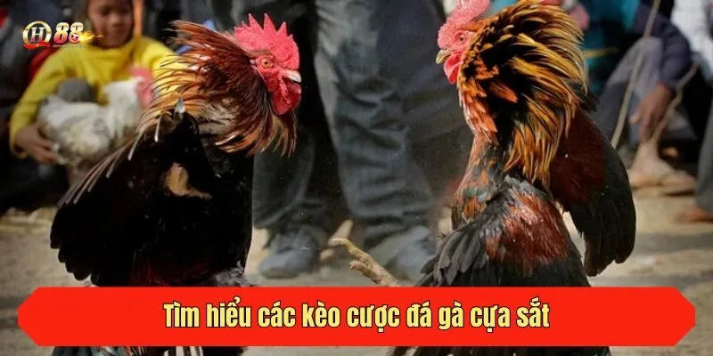Tìm hiểu các kèo cược đá gà cựa sắt QH88 đang cung cấp